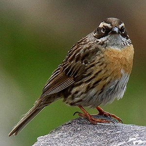 Rufous-breasted Accentor